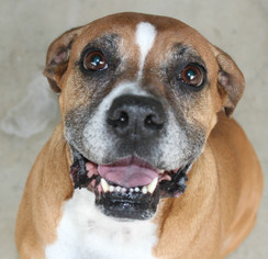 Boxer Dogs for adoption in Hilton Head, SC, USA
