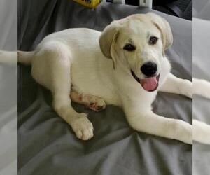 Great Pyrenees Dogs for adoption in Kansas City, MO, USA