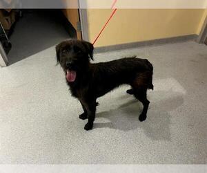 Mutt Dogs for adoption in Orange, CA, USA