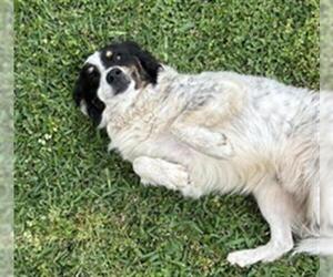 Australian Shepherd Dogs for adoption in Rosenberg, TX, USA