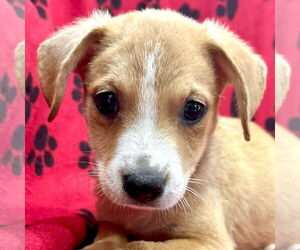 Mutt Dogs for adoption in Jefferson, WI, USA