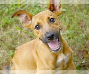 German Shepherd Dog-Unknown Mix Dogs for adoption in Tallahassee, FL, USA