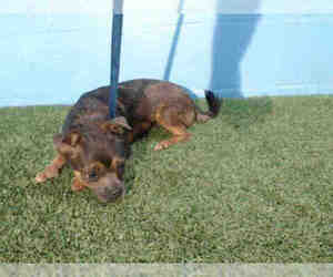 Mal-Shi Dogs for adoption in Orlando, FL, USA