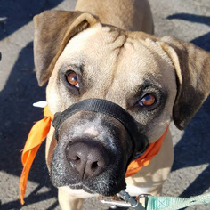 Boxador Dogs for adoption in Fairfax, VA, USA