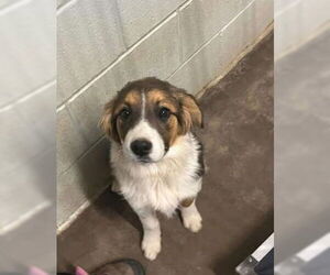 Australian Shepherd-Great Pyrenees Mix Dogs for adoption in Grafton, WI, USA