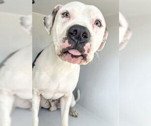 Mutt Dogs for adoption in Houston, TX, USA