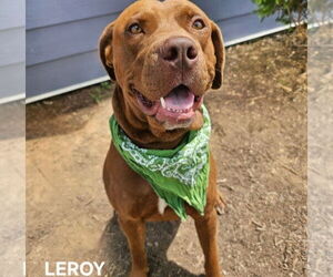 American Staffordshire Terrier-Unknown Mix Dogs for adoption in Maryville, TN, USA