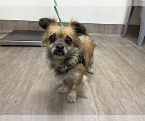 Pekingese-Unknown Mix Dogs for adoption in Pasadena, CA, USA