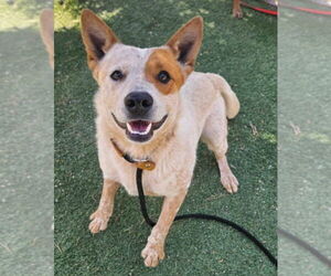 Mutt Dogs for adoption in Lakewood, CO, USA