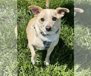 Chihuahua Dogs for adoption in Lee's Summit, MO, USA