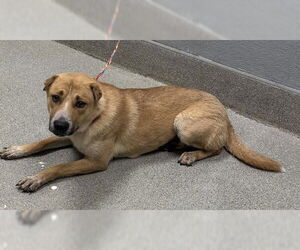 Labrador Retriever-Unknown Mix Dogs for adoption in Las Vegas, NV, USA