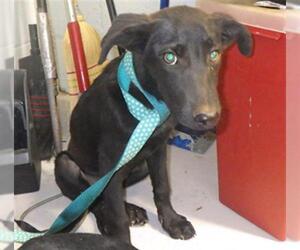 Labrador Retriever-Unknown Mix Dogs for adoption in Augusta, GA, USA