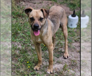 Mutt Dogs for adoption in Cranston, RI, USA