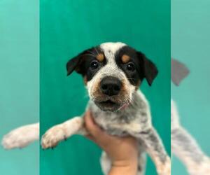 Texas Heeler-Unknown Mix Dogs for adoption in Visalia, CA, USA