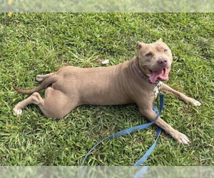 American Pit Bull Terrier Dogs for adoption in Derwood, MD, USA