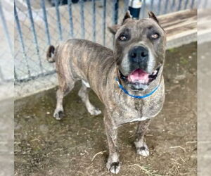 Mutt Dogs for adoption in Riverside, CA, USA