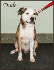 American Staffordshire Terrier Dogs for adoption in Ada, OK, USA