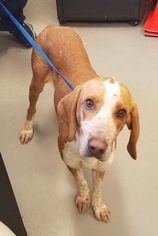 English Coonhound Dogs for adoption in Rockaway, NJ, USA