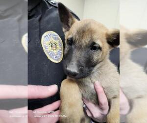 Mutt Dogs for adoption in San Antonio, TX, USA