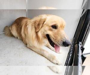 Golden Retriever Dogs for adoption in Houston, TX, USA