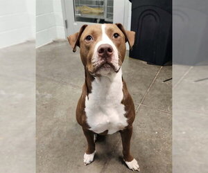 American Pit Bull Terrier-Unknown Mix Dogs for adoption in Tavares, FL, USA
