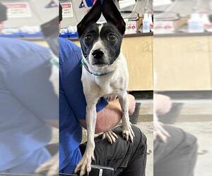 Mutt Dogs for adoption in Camarillo, CA, USA