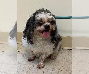 Shih Tzu Dogs for adoption in New York, NY, USA