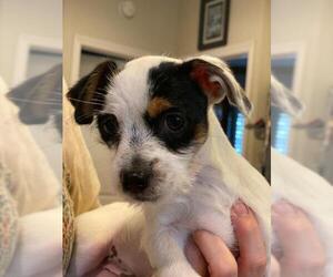Jackie-Bichon Dogs for adoption in Katy, TX, USA