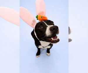 Mutt Dogs for adoption in Sandy, UT, USA