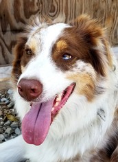 Small Australian Shepherd