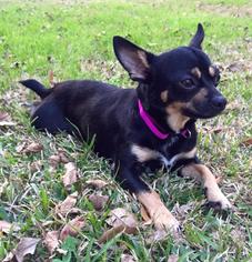 Medium Photo #1 Chihuahua Puppy For Sale in Lafayette, LA, USA