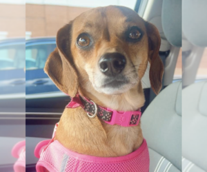 Chiweenie Dogs for adoption in Decatur, GA, USA