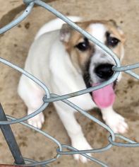 Medium Photo #1 Labrador Retriever-Unknown Mix Puppy For Sale in Rockaway, NJ, USA