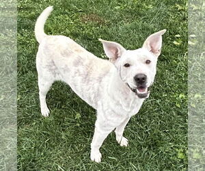 Labrador Retriever-Unknown Mix Dogs for adoption in Batavia, OH, USA