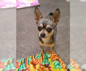 Chihuahua Dogs for adoption in Agoura Hills, CA, USA