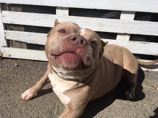 American Pit Bull Terrier Dogs for adoption in Putnam Valley, NY, USA
