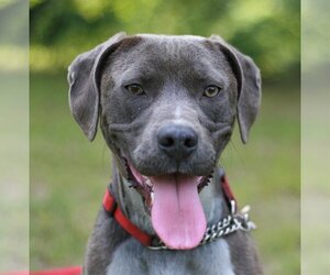 Labmaraner Dogs for adoption in Attalka, AL, USA