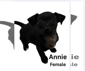 Chiweenie Dogs for adoption in San Diego , CA, USA