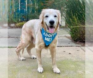 Golden Retriever Dogs for adoption in Pacific Grove, CA, USA