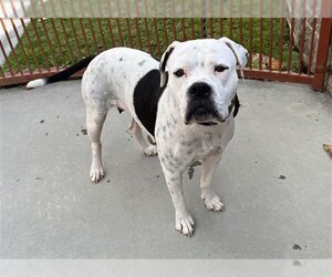 American Bulldog Dogs for adoption in Upland, CA, USA