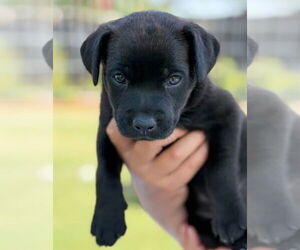 Labrador Retriever-Unknown Mix Dogs for adoption in Dana Point, CA, USA