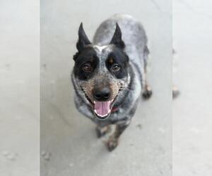 Texas Heeler Dogs for adoption in Santa Maria, CA, USA
