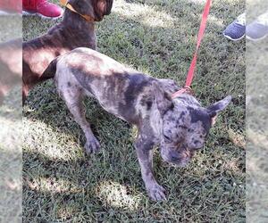French Bulldog Dogs for adoption in Houston, TX, USA