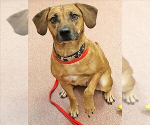 Redbone Coonhound-Unknown Mix Dogs for adoption in Ogden, UT, USA