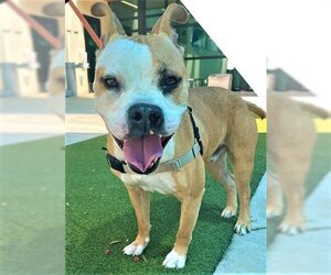 Boxer Dogs for adoption in Fort Lauderdale, FL, USA