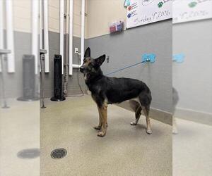 German Shepherd Dog-Unknown Mix Dogs for adoption in Las Vegas, NV, USA