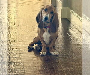 Basset Hound Dogs for adoption in Carrollton, TX, USA