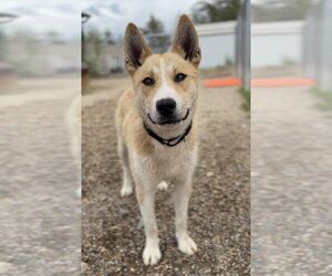 Siberian Husky-Unknown Mix Dogs for adoption in Bemidji, MN, USA