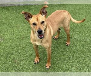 Carolina Dog-Unknown Mix Dogs for adoption in Grand Prairie, TX, USA