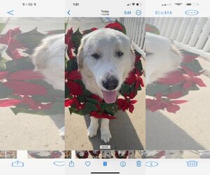 Great Pyrenees Dogs for adoption in Newport Beach, CA, USA